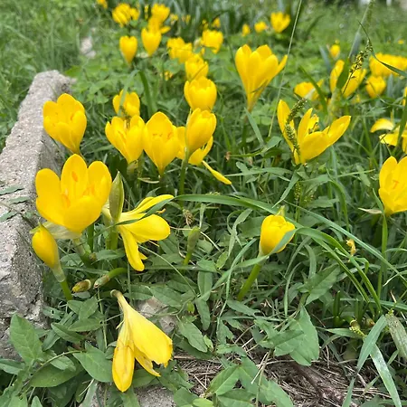 Il Palazzo Del Borgo -