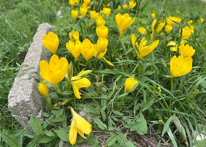 Il Palazzo Del Borgo -